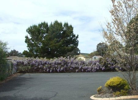Lilac City Motor Inn & Streakhouse - Port Augusta Accommodation 1