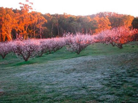 Taralee Orchards - Port Augusta Accommodation 3