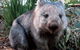 Rainbow Retreat Wilderness Eco Cabins - thumb 4
