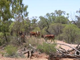 Aldville Station - Port Augusta Accommodation 2