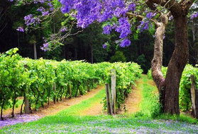 Book Hollisdale Accommodation Vacations Port Augusta Accommodation Port Augusta Accommodation