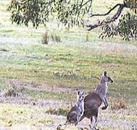 Kangaroo Ridge Retreat