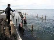 Cowell Foreshore Caravan Park & Holiday Units - Port Augusta Accommodation 2