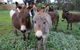 Donkey Tales Farm Cottages - thumb 0