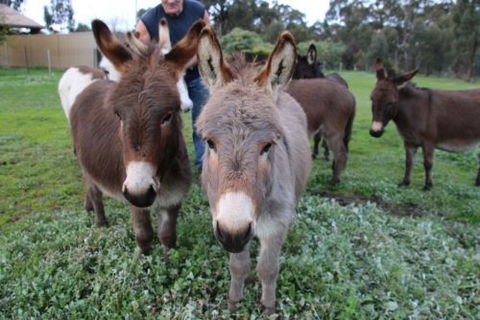 Donkey Tales Farm Cottages - Port Augusta Accommodation 0