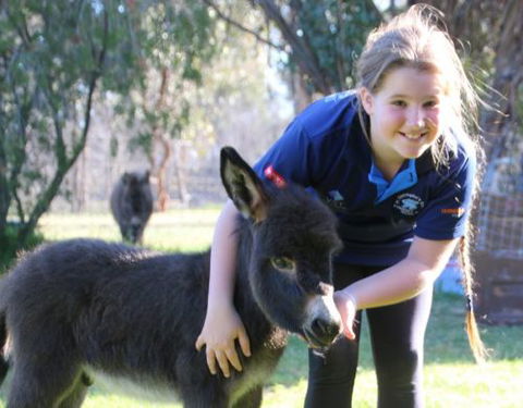 Donkey Tales Farm Cottages - Port Augusta Accommodation 1