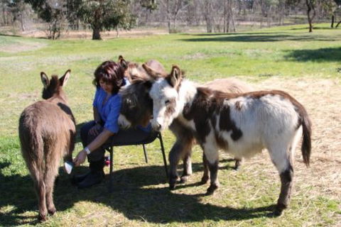 Donkey Tales Farm Cottages - Port Augusta Accommodation 2