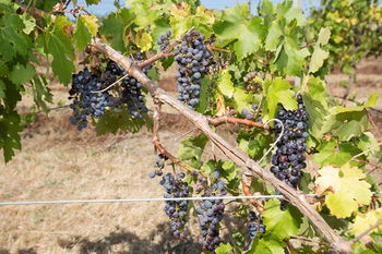 De'Vine Escape - Port Augusta Accommodation 13