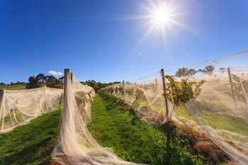 De'Vine Escape - Port Augusta Accommodation 14