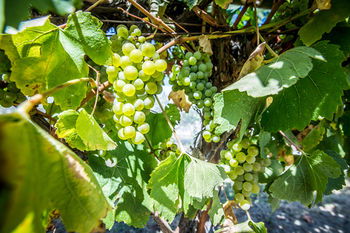 De'Vine Escape - Port Augusta Accommodation 20