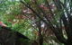 Rocky Creek Art Garden B&B - thumb 6