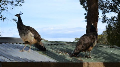 Cloud End Farmstay - Port Augusta Accommodation 5