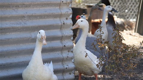 Cloud End Farmstay - Port Augusta Accommodation 8
