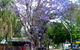 BIG4 Forbes Holiday Park - thumb 3