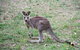 Burrinjuck Waters Holiday Park Accommodation - thumb 1