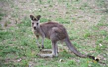 Burrinjuck Waters Holiday Park Accommodation - Port Augusta Accommodation 1