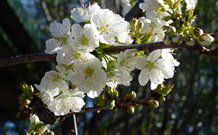 Coolah Caravan Park - Port Augusta Accommodation 0