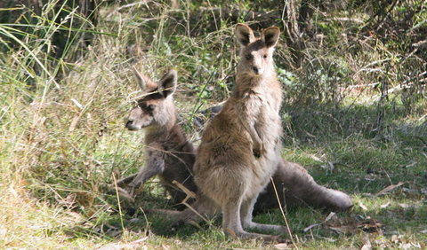 Lemon Tree Flat Campground - Port Augusta Accommodation 1