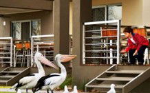 Ski Club Holiday Park - Port Augusta Accommodation 1