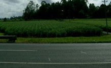 Poinciana Motel - Murwillumbah - Port Augusta Accommodation 1