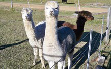 Sunrise Bed And Breakfast - Port Augusta Accommodation 4