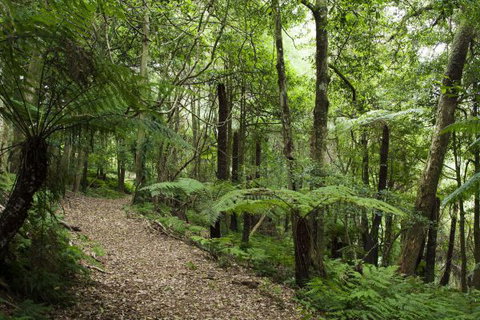 The Jungle Lodge, Blue Mountains Botanic Gardens - Port Augusta Accommodation 7