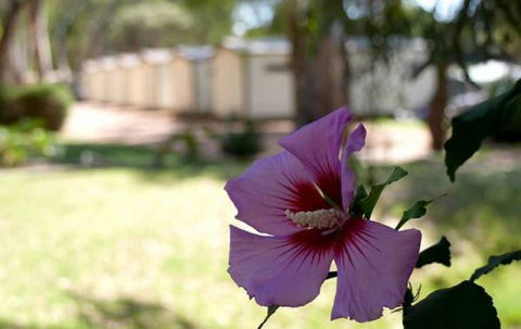 Riverbend Caravan Park Renmark - Port Augusta Accommodation 3