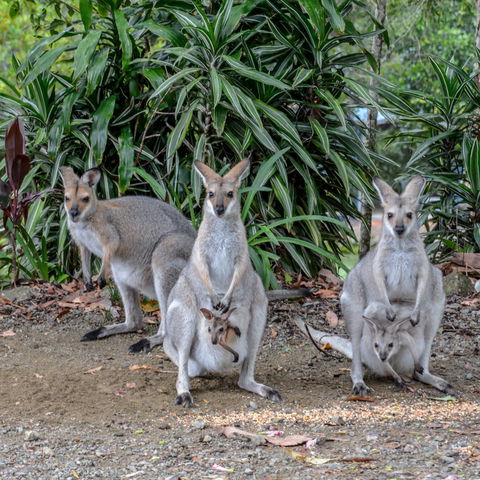 Maleny Country Cottages - Port Augusta Accommodation 9