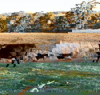 Lone Pine Homestead - Port Augusta Accommodation
