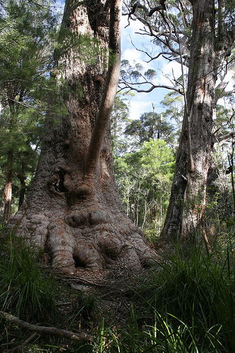 Valley Of The Giants Cottage - Port Augusta Accommodation 0