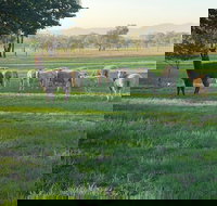 Wallinga Studio Farmstay - Port Augusta Accommodation