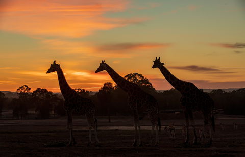 Zoofari Lodge, Taronga Western Plains Zoo Dubbo - Port Augusta Accommodation 1