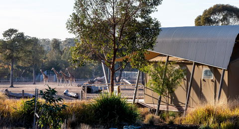 Zoofari Lodge, Taronga Western Plains Zoo Dubbo - Port Augusta Accommodation 2