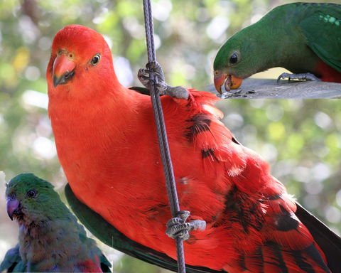 Goldsmith's In The Forest - Port Augusta Accommodation 2