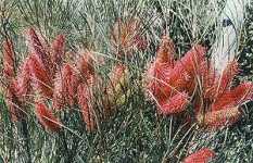 Wartook Gardens - Port Augusta Accommodation 2
