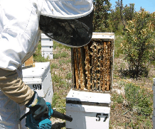 The House of Honey