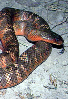 Armadale Reptile & Wildlife Centre - Port Augusta Accommodation 0