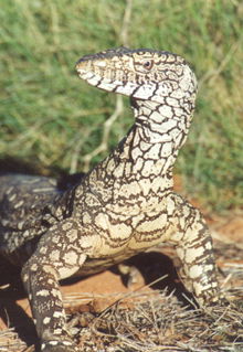 Armadale Reptile & Wildlife Centre - Port Augusta Accommodation 3