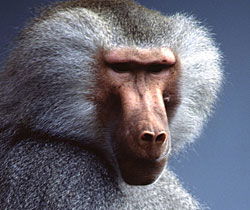 Alma Park Zoo - Port Augusta Accommodation 1