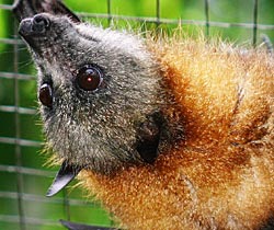 Alma Park Zoo - Port Augusta Accommodation 2