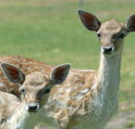 Marapana Wildlife Park - Port Augusta Accommodation