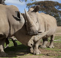 Monarto Zoo - Port Augusta Accommodation