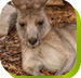 Calmsley Hill City Farm - Port Augusta Accommodation