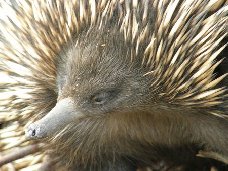 Dundee's Wildlife Park - Port Augusta Accommodation 3