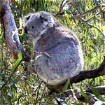 Koala Conservation Centre - Port Augusta Accommodation 0
