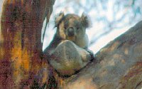 Koala Conservation Centre - Port Augusta Accommodation 2