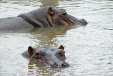 Cairns Wildlife Safari Reserve - Port Augusta Accommodation 2