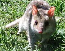 Urimbirra Wildlife Park - Port Augusta Accommodation 0