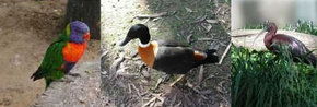 Urimbirra Wildlife Park - Port Augusta Accommodation 2