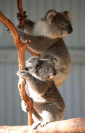Waterways Wildlife Park - Port Augusta Accommodation 1